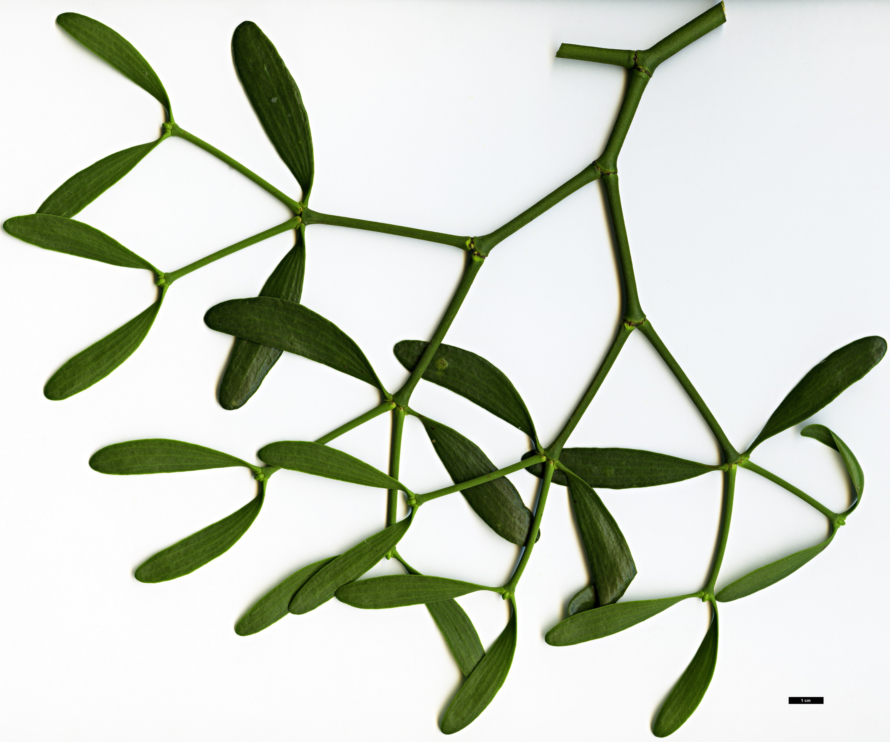 High resolution image: Family: Santalaceae - Genus: Viscum - Taxon: album High resolution image: Family: Santalaceae - Genus: Viscum - Taxon: album